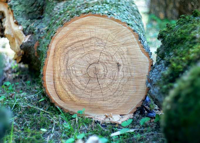 Sawed wood pattern