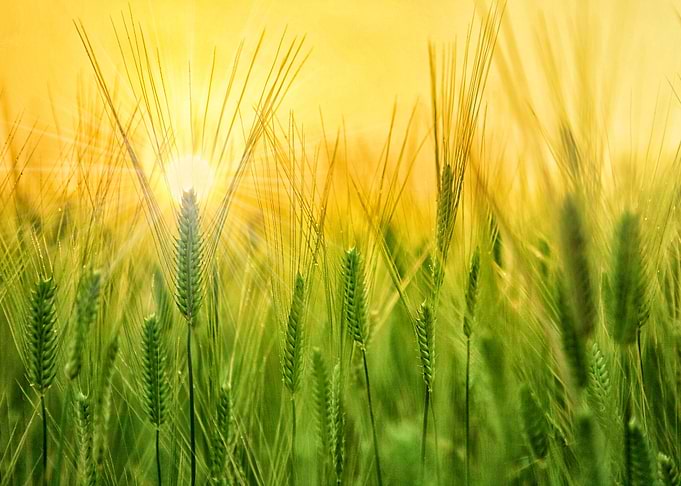 Summer Grasses