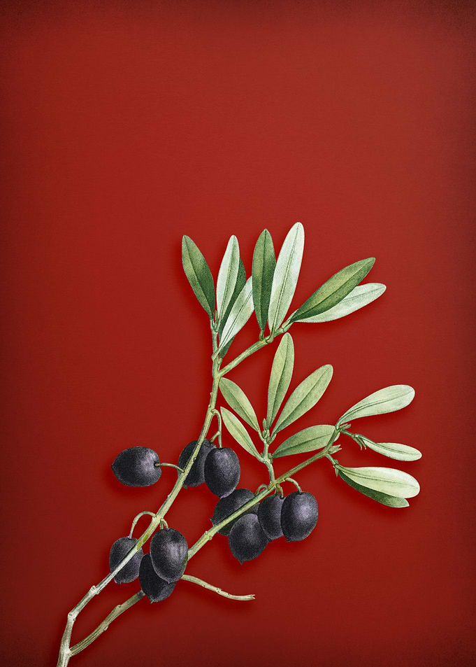 Olive Tree Branch on Red