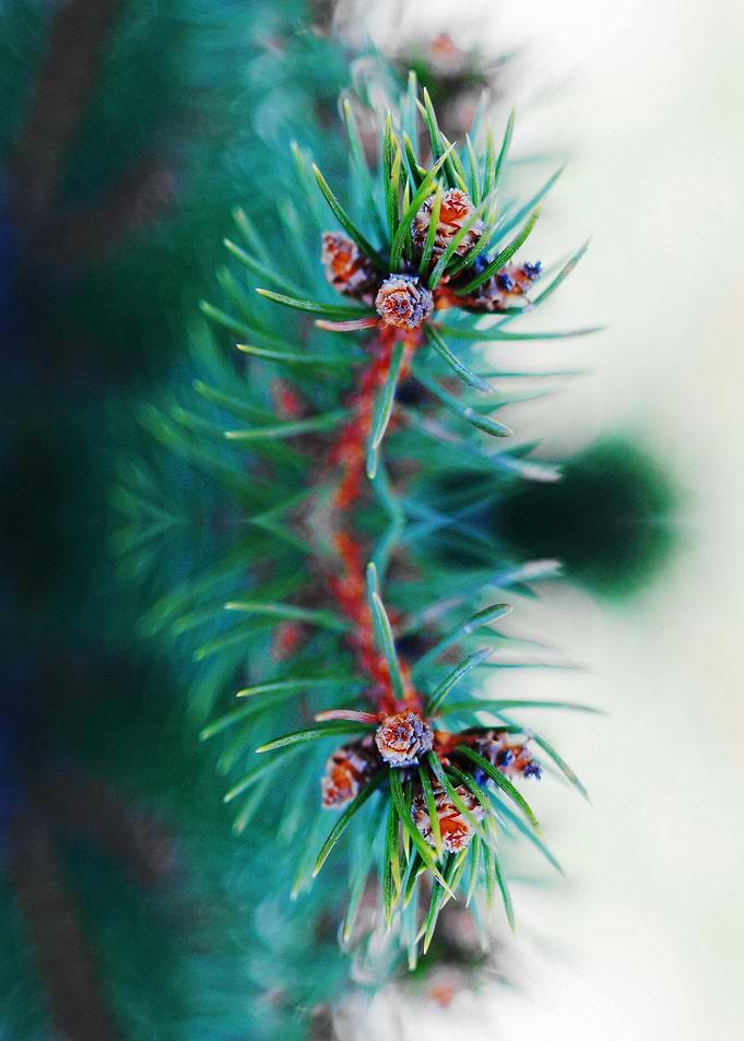 A branch of a blue spruce