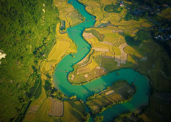 Nice ripen rice fields