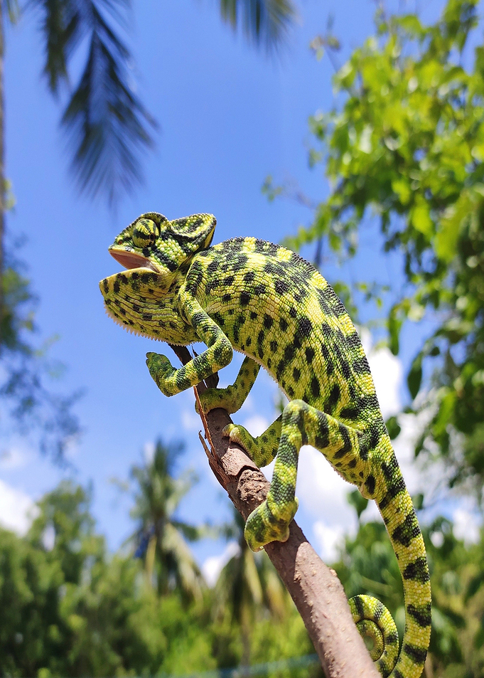black green lizard