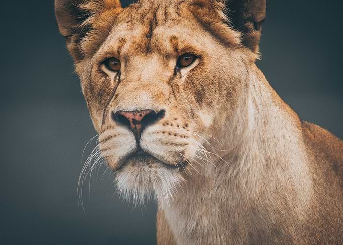 Lion Painting