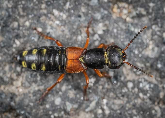 orange cricket