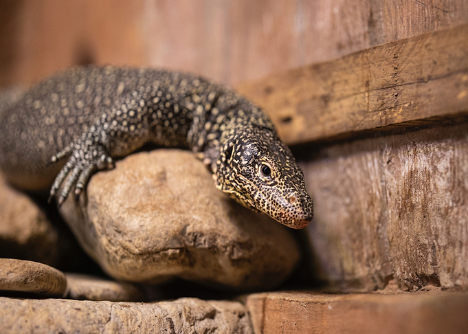 brown lizard body