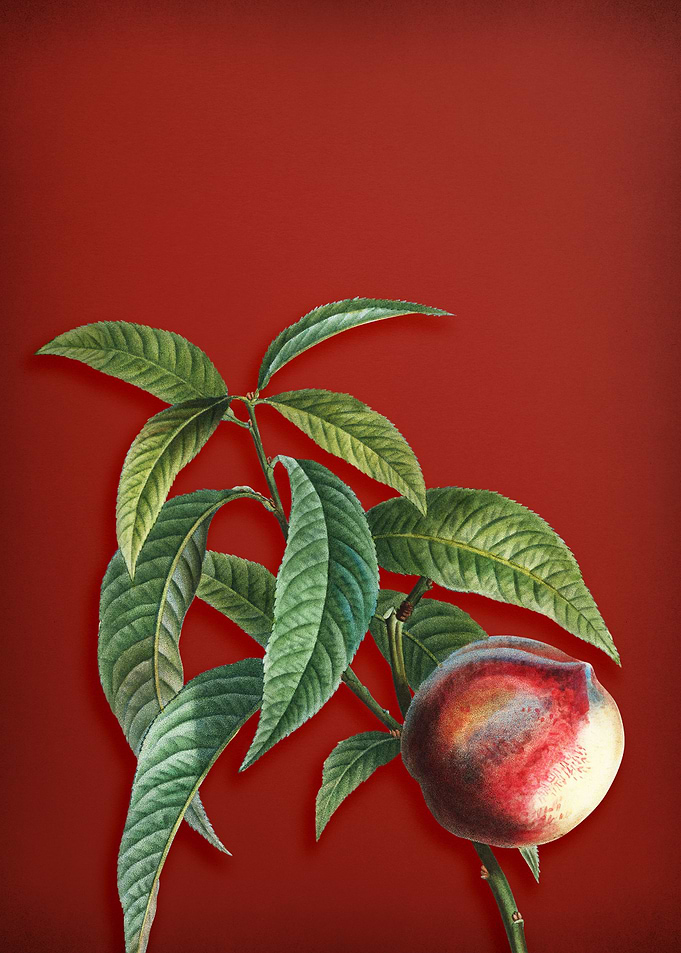 Peach on Red