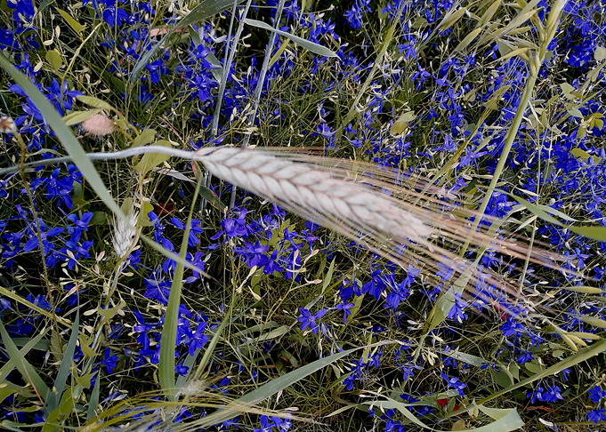 Wheat and wildflowers