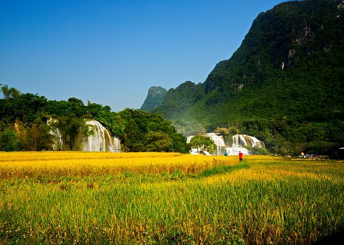 Ripen rice fields
