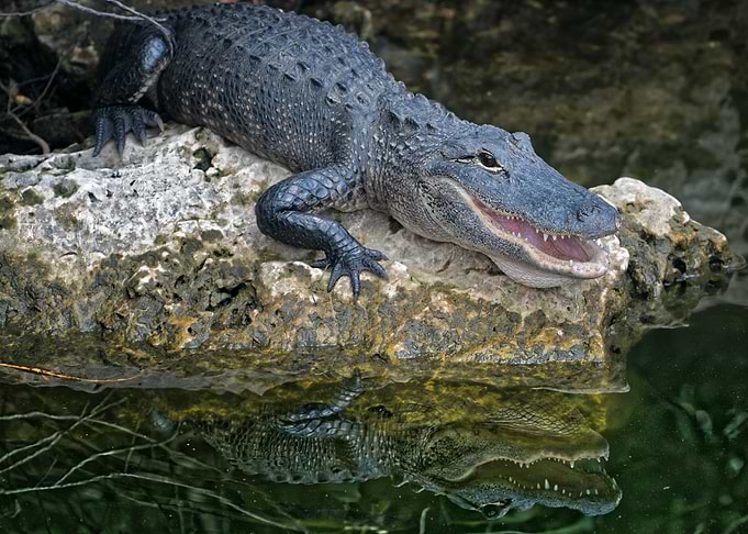 blue water lizard