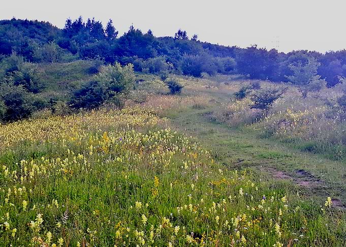 Trail in bloom