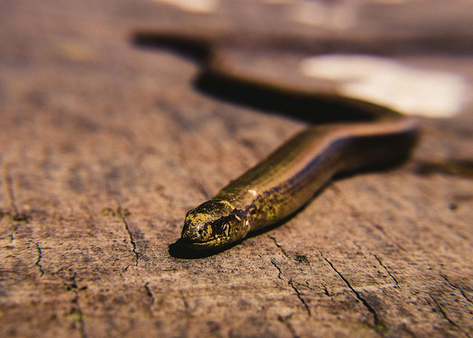 snake brown