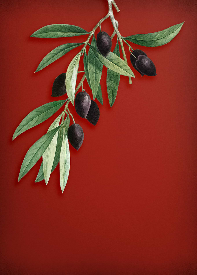 Olive Tree Branch on Red