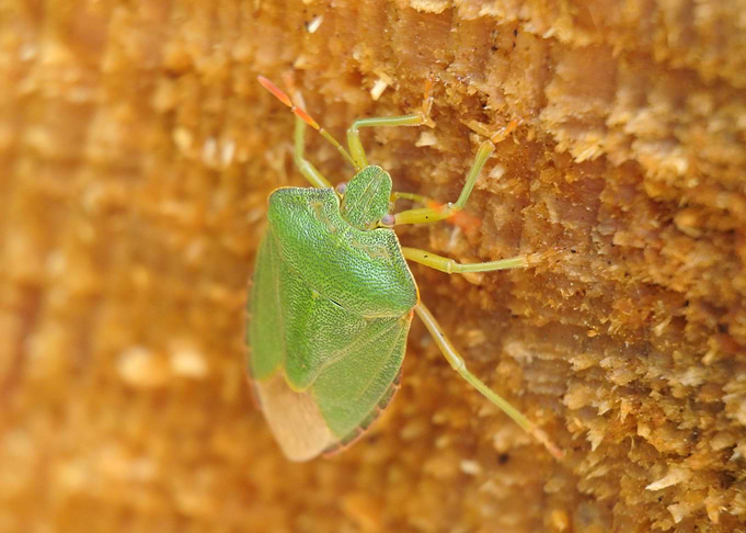 green animal