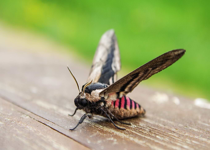 fly animal brown
