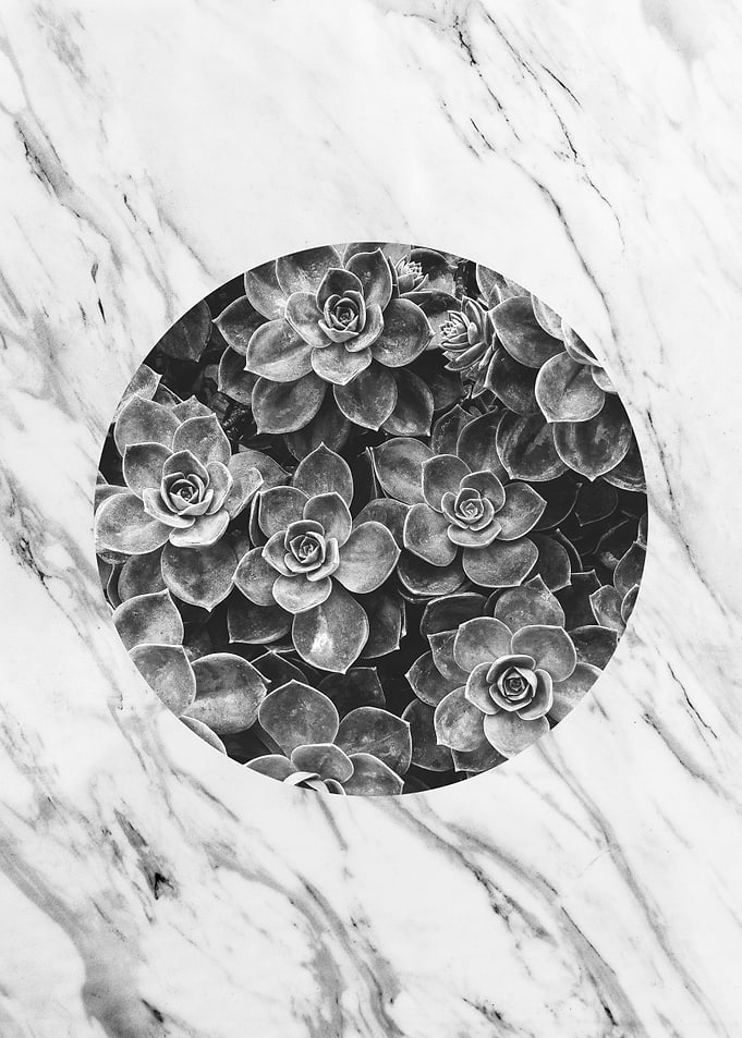 botanical polygon V