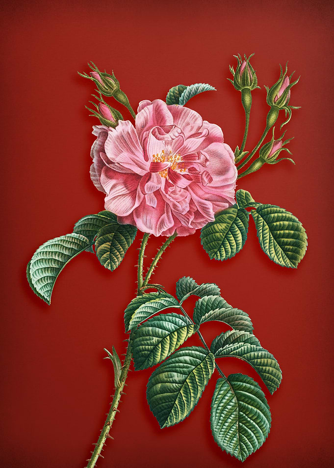 Pink Wild Rose on Red