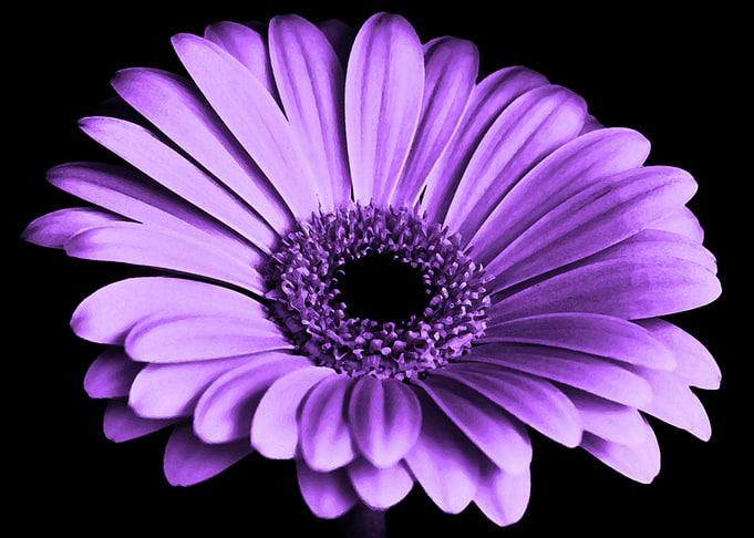 Deep Purple Gerbera Flower