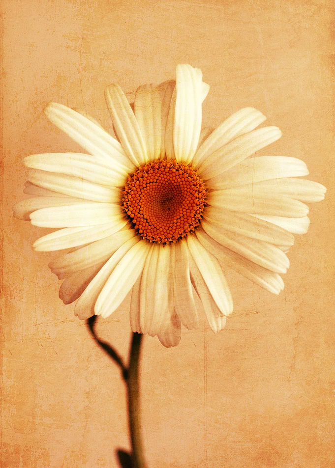 Caramel Daisy
