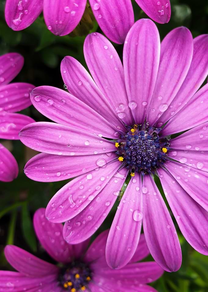 Summer Flowers