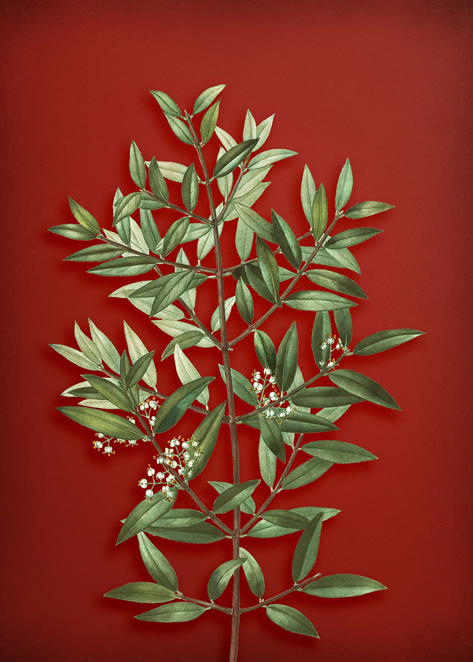 Phillyrea Tree on Red