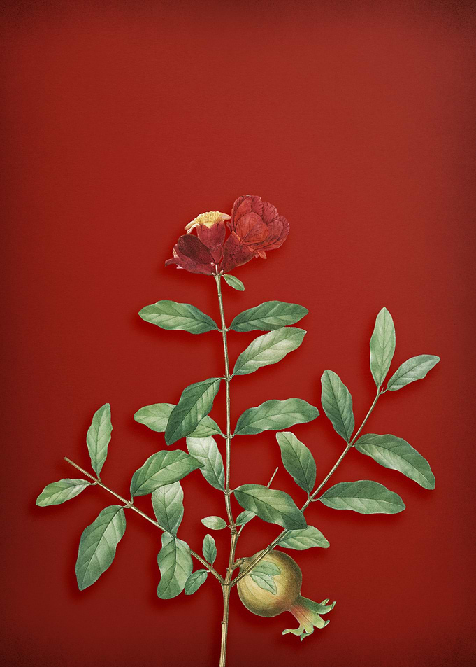 Pomegranate Branch on Red