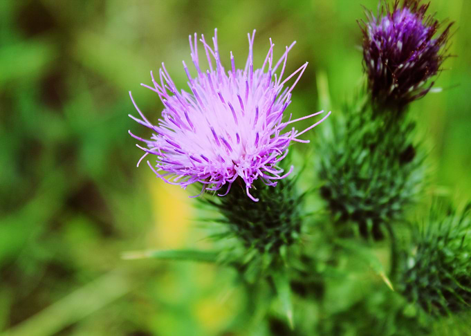 Pink Purple Thistles