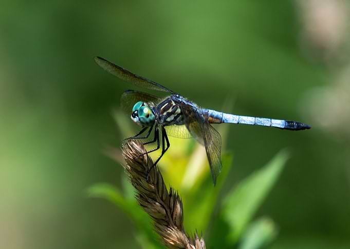 Dragonfly Looking at You