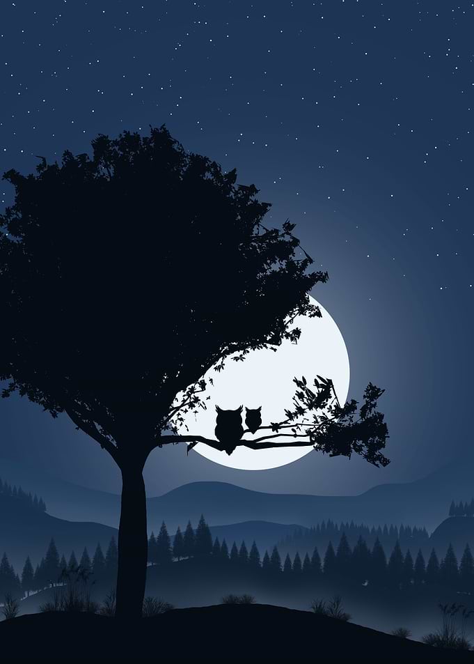 Night Owl