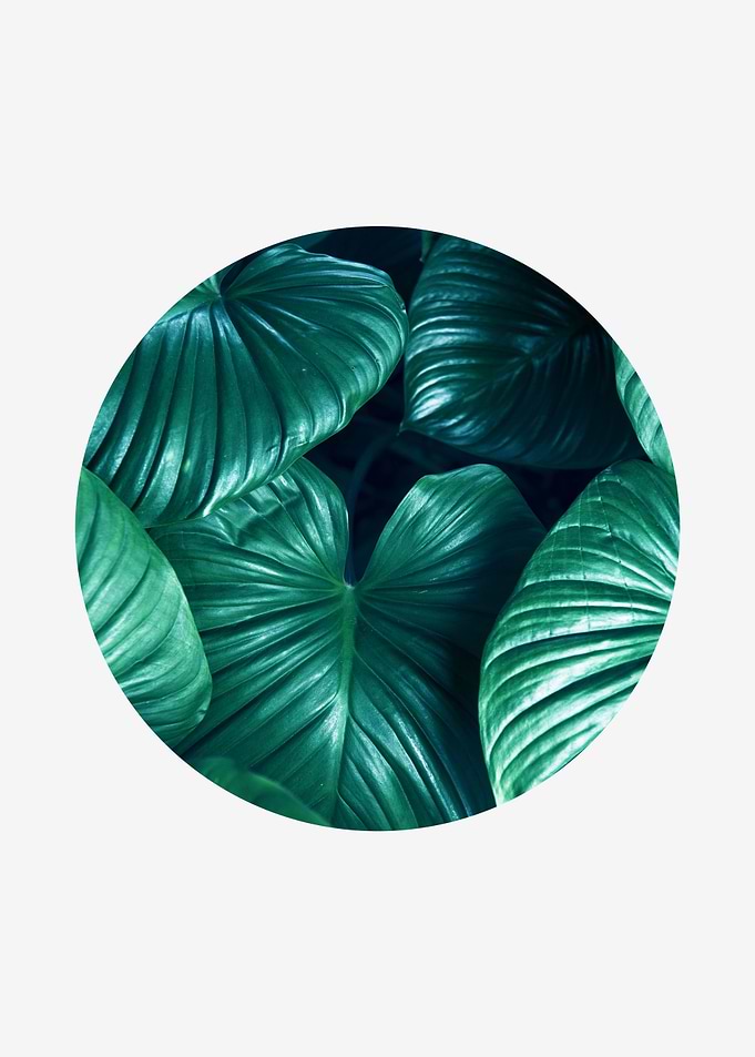 botanical polygon II