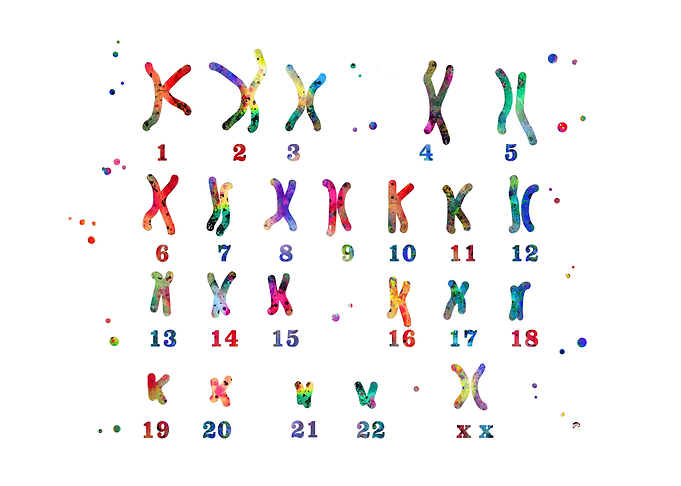 Female chromosome