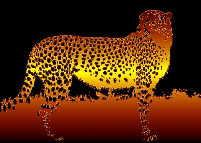 Night of the Cheetah