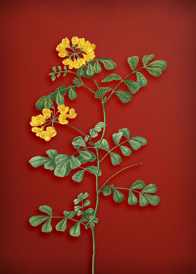 Scorpion Vetch Plant Red