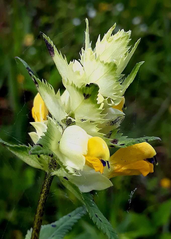 Yellow wildflower
