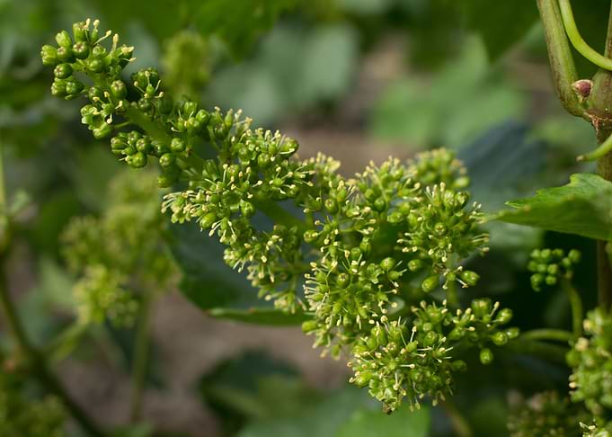 Chardonnay flowers