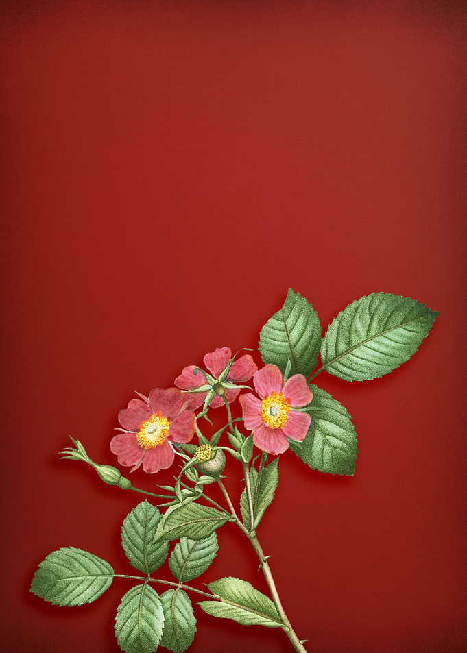Redleaf Rose on Red