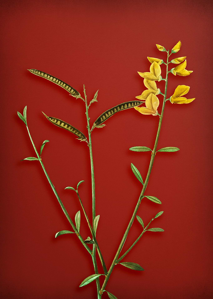 Spanish Broom on Red