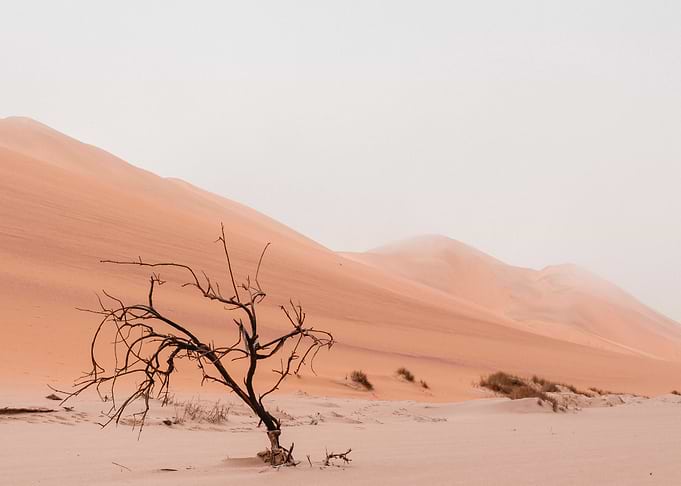 The Desert