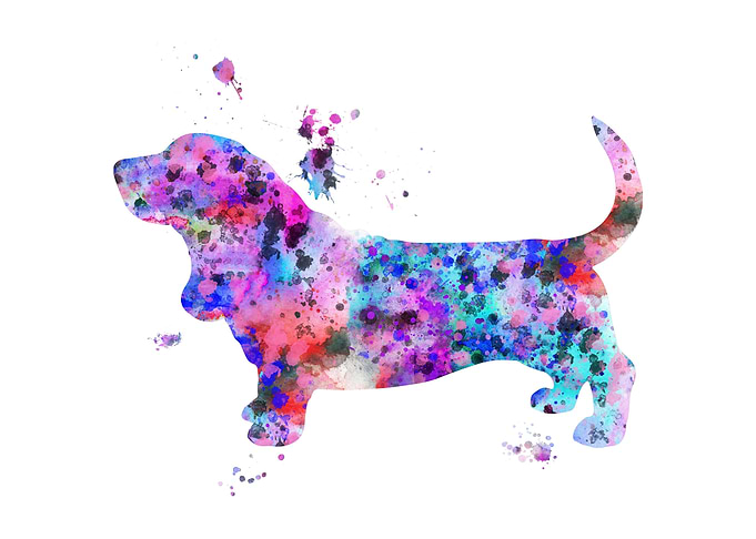 Dachshund