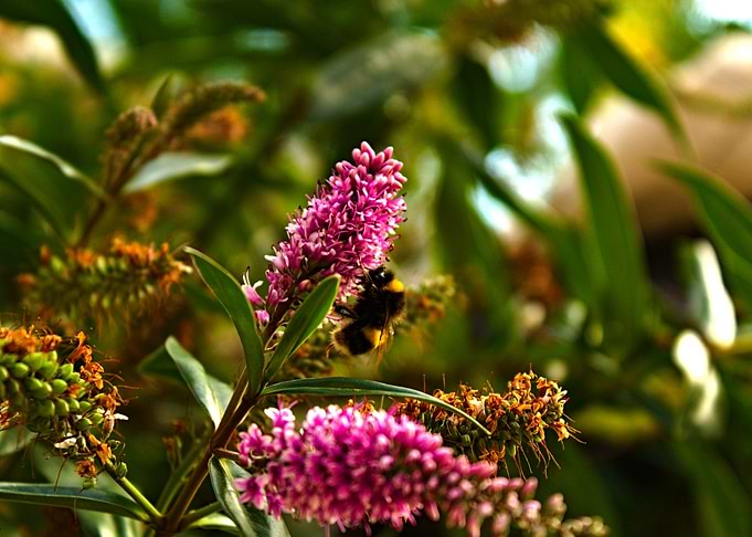 Bumblebee on Blossom