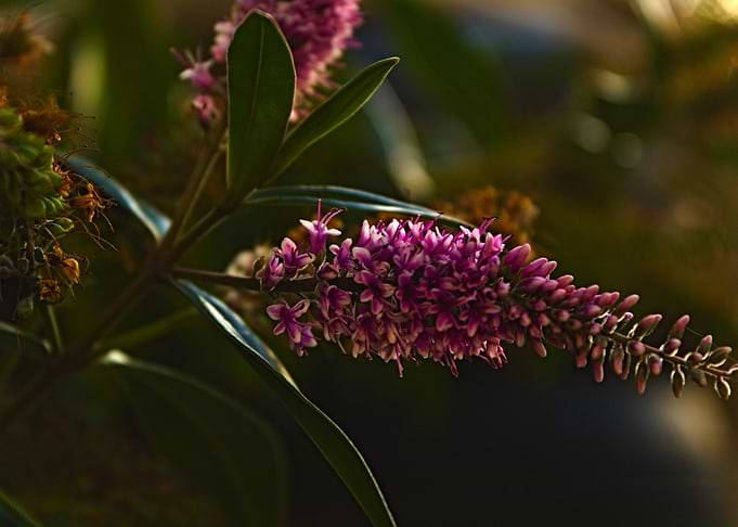 Purple Flower Blossom