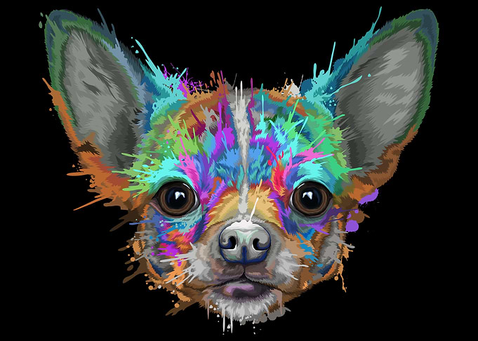Chihuahua Splash