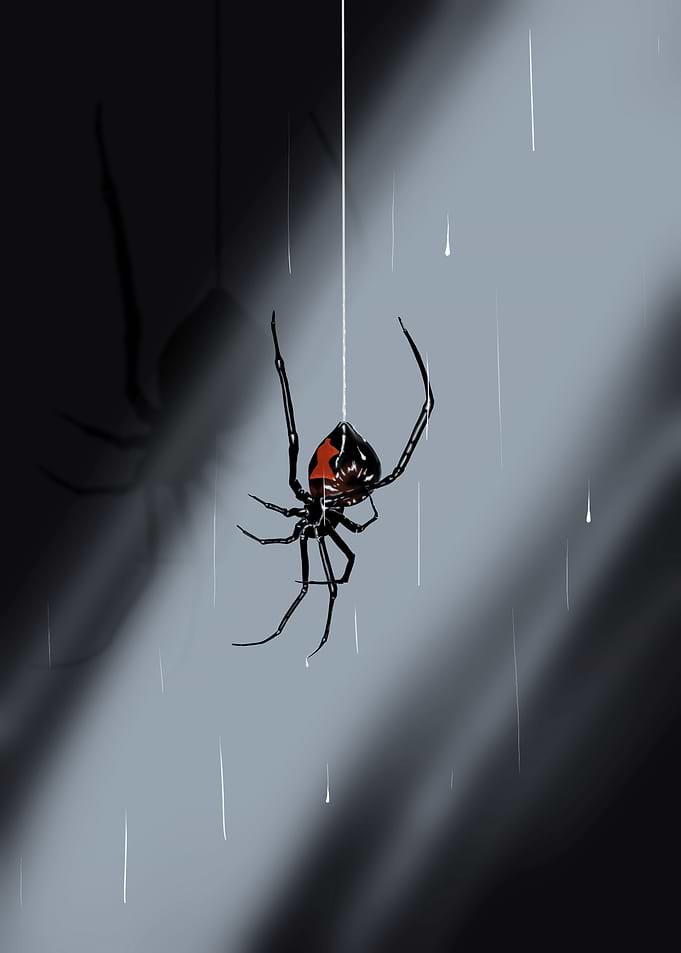 bBack widow