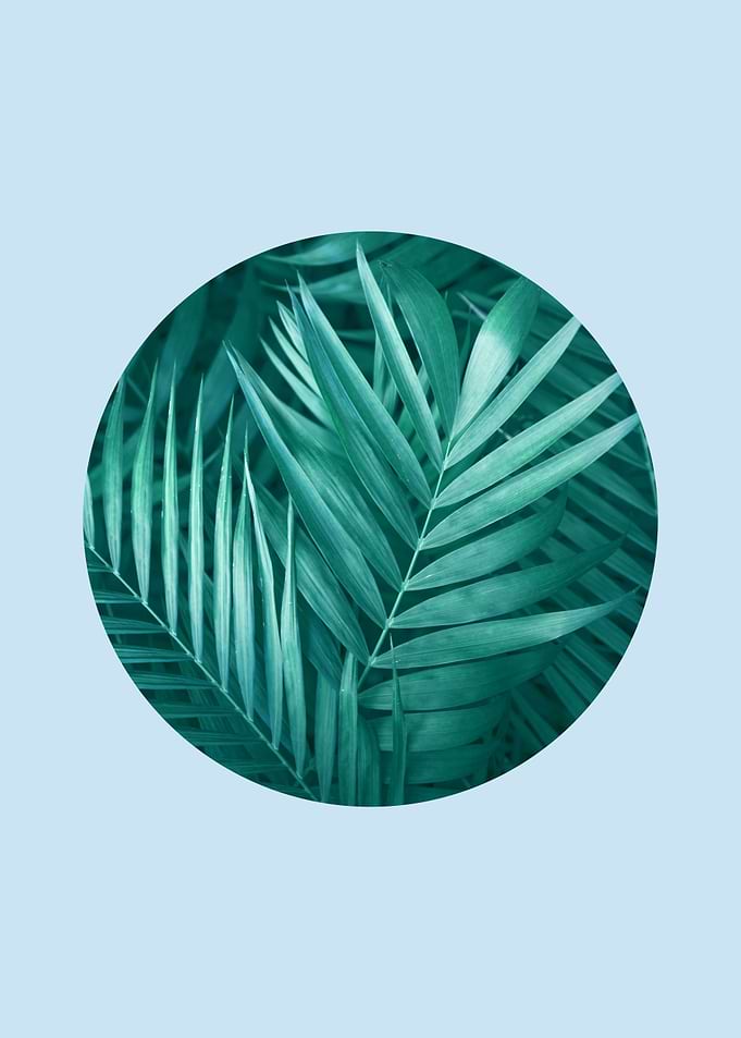 botanical polygon X