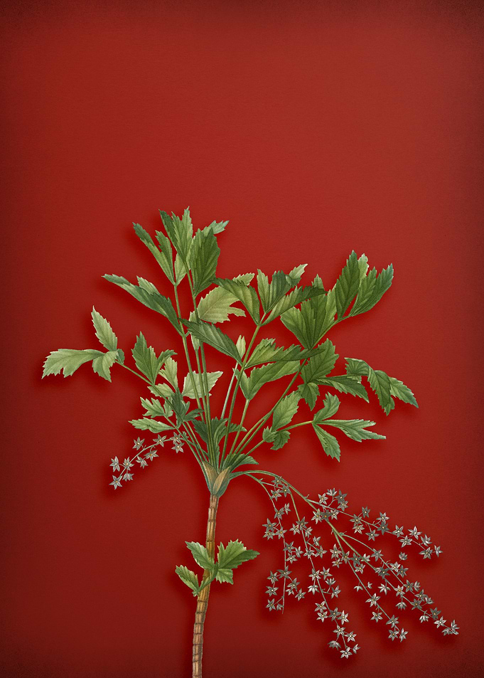 Shrub Yellowroot on Red