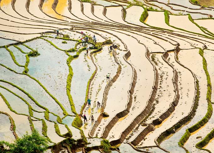 Watered terraces in LaoCai
