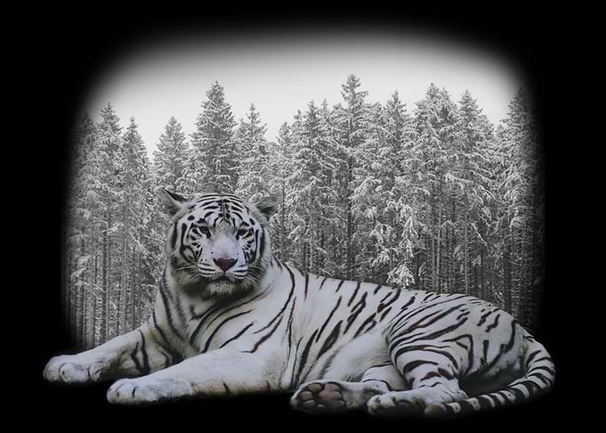 Snow Tiger