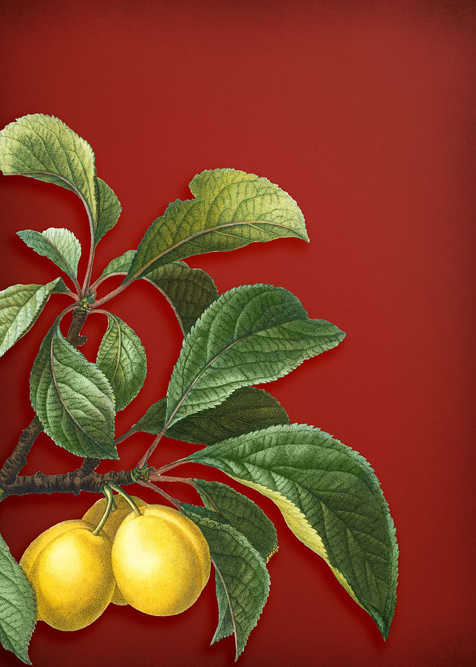 Ripe Plums on Red