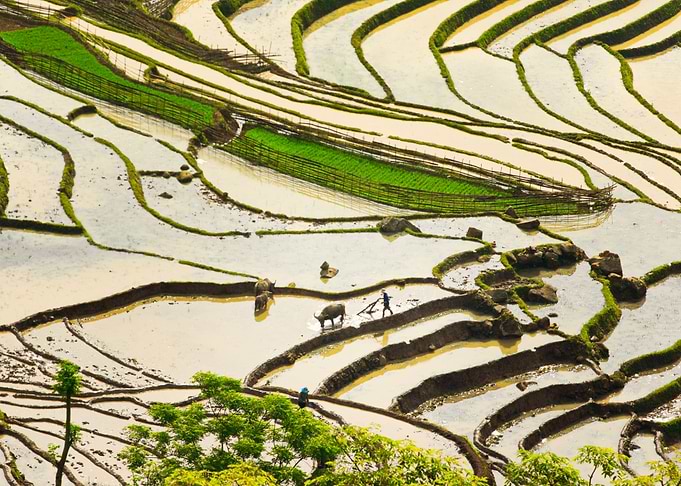 Rice terrace beauty