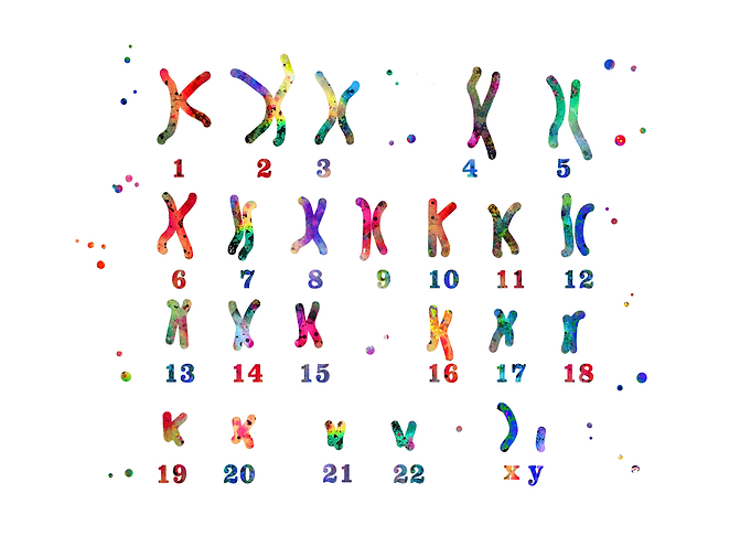 Male chromosome