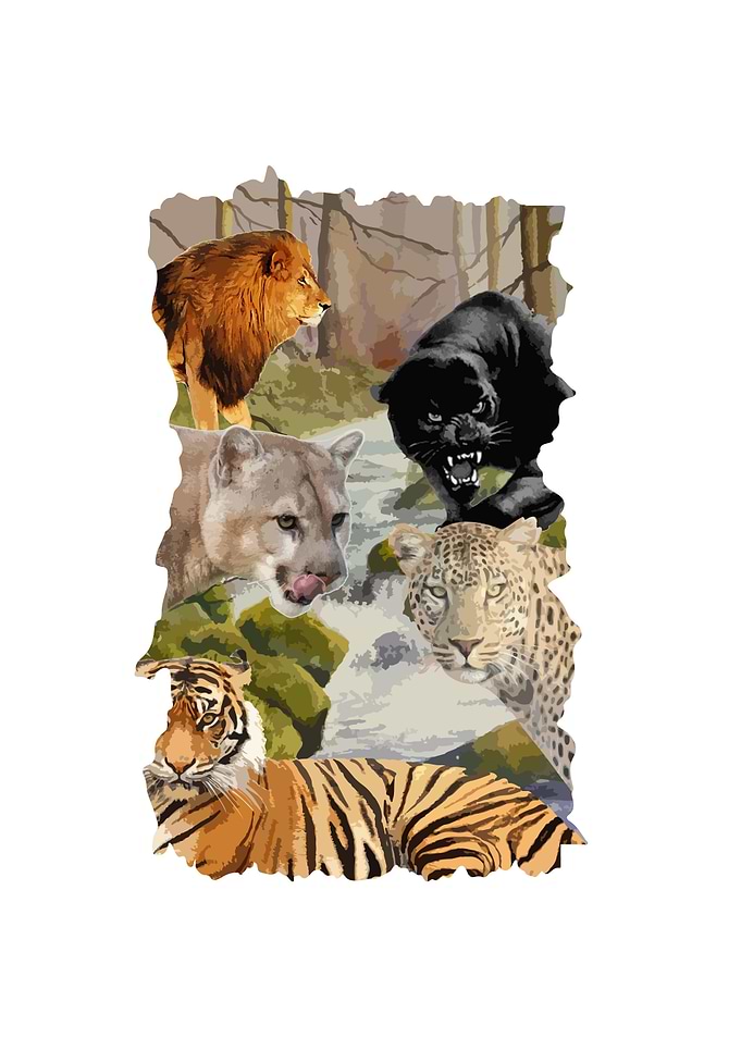 The Cats
